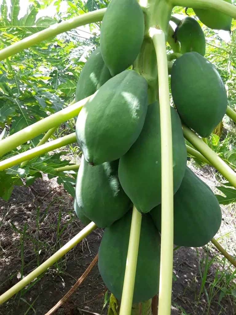 Papayes sur un arbre